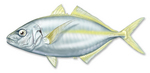 Trevally drawing