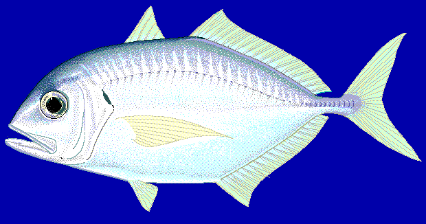 Trevally wallpaper