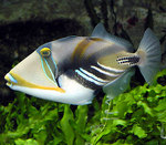 Triggerfish among the seaweed