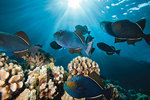 Triggerfish at Molokini