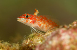 Triplefin blenny looking out