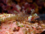 Triplefin blenny on the stone