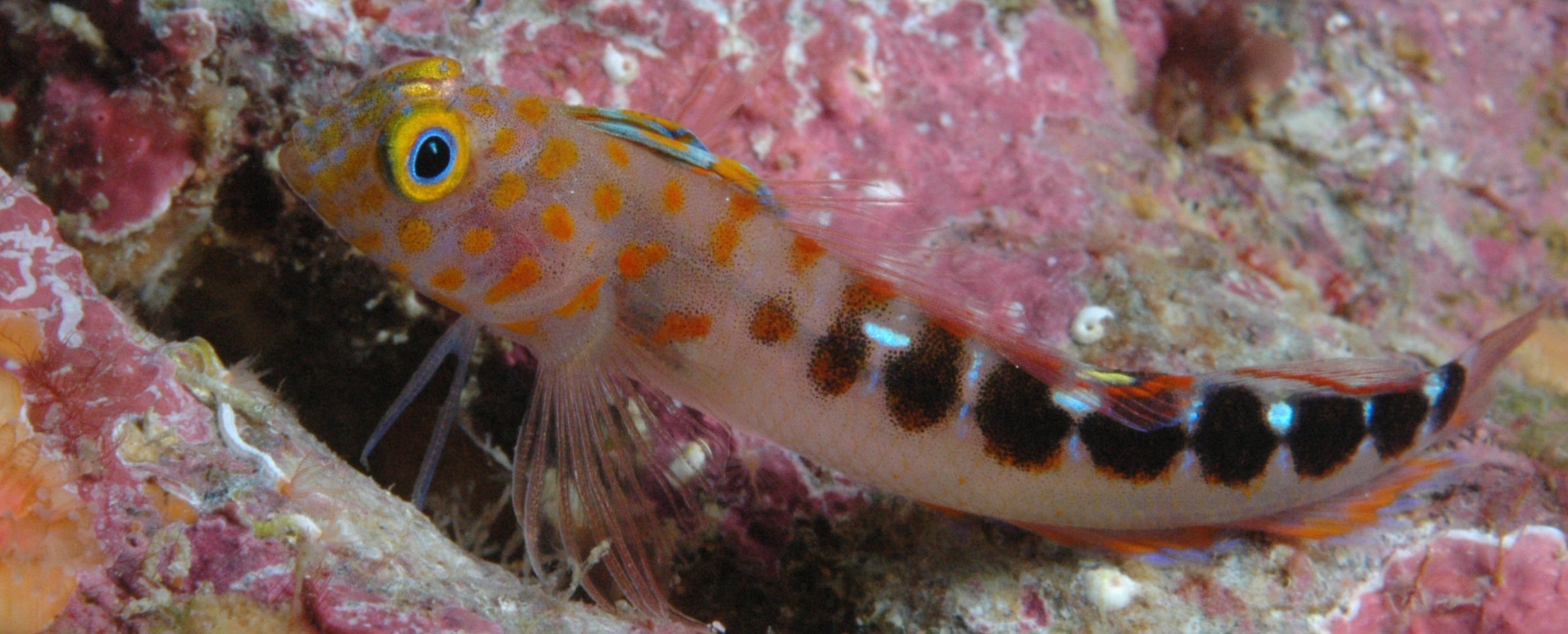 Triplefin blenny wallpaper