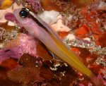 Triplefin blenny side view