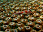 Triplefin blenny swims