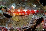 Triplefin blenny top view