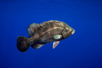 Tripletail blue background