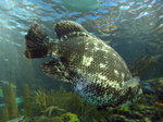 Tripletail near water surface