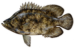 Tripletail portrait