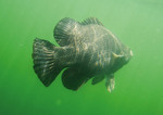 Tripletail swims