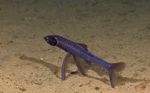 Tripod fish on the sand