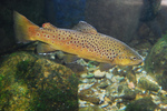 Trout submerged under water