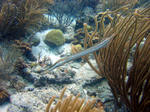 Trumpetfish among the seaweed