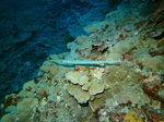 Trumpetfish floating