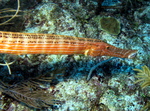 Trumpetfish head