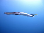 Trumpetfish in the ocean