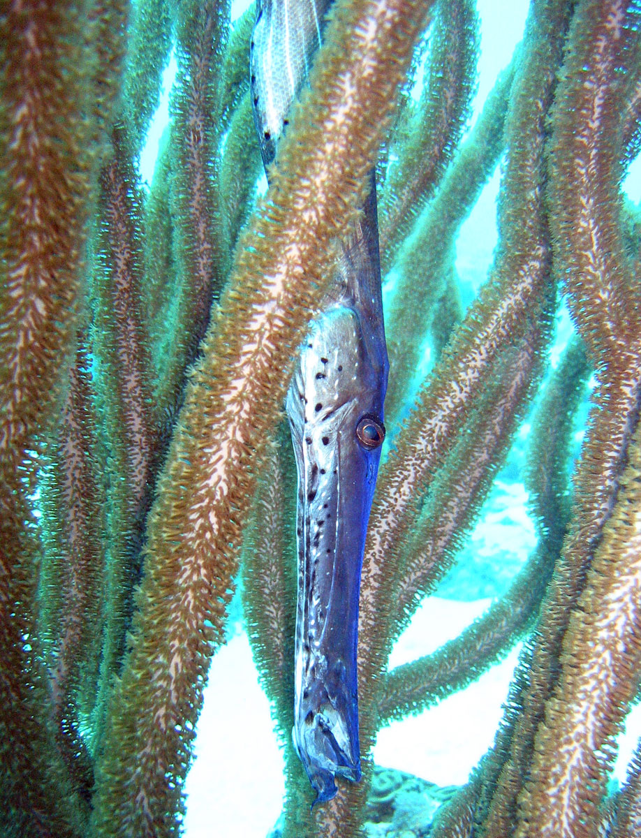 Trumpetfish wallpaper
