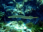 Trumpetfish side view