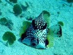 Trunkfish face