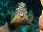 Trunkfish looking at you