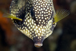 Trunkfish looking down