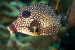 Trunkfish side view