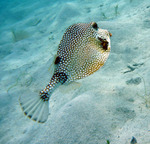 Trunkfish swims away