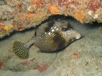 Trunkfish under the stone