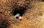 Tubeblenny hiding