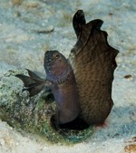 Tubeblenny standing