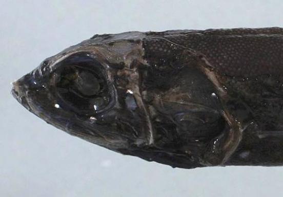 Голова Платитроктовой рыбы фото