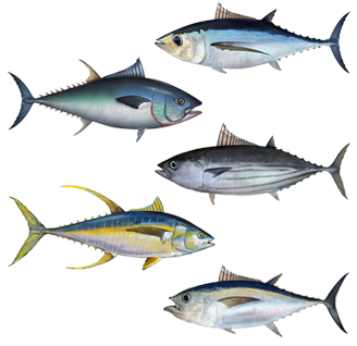 Tuna wallpaper