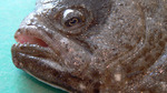 Turbot face