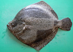 Turbot green background