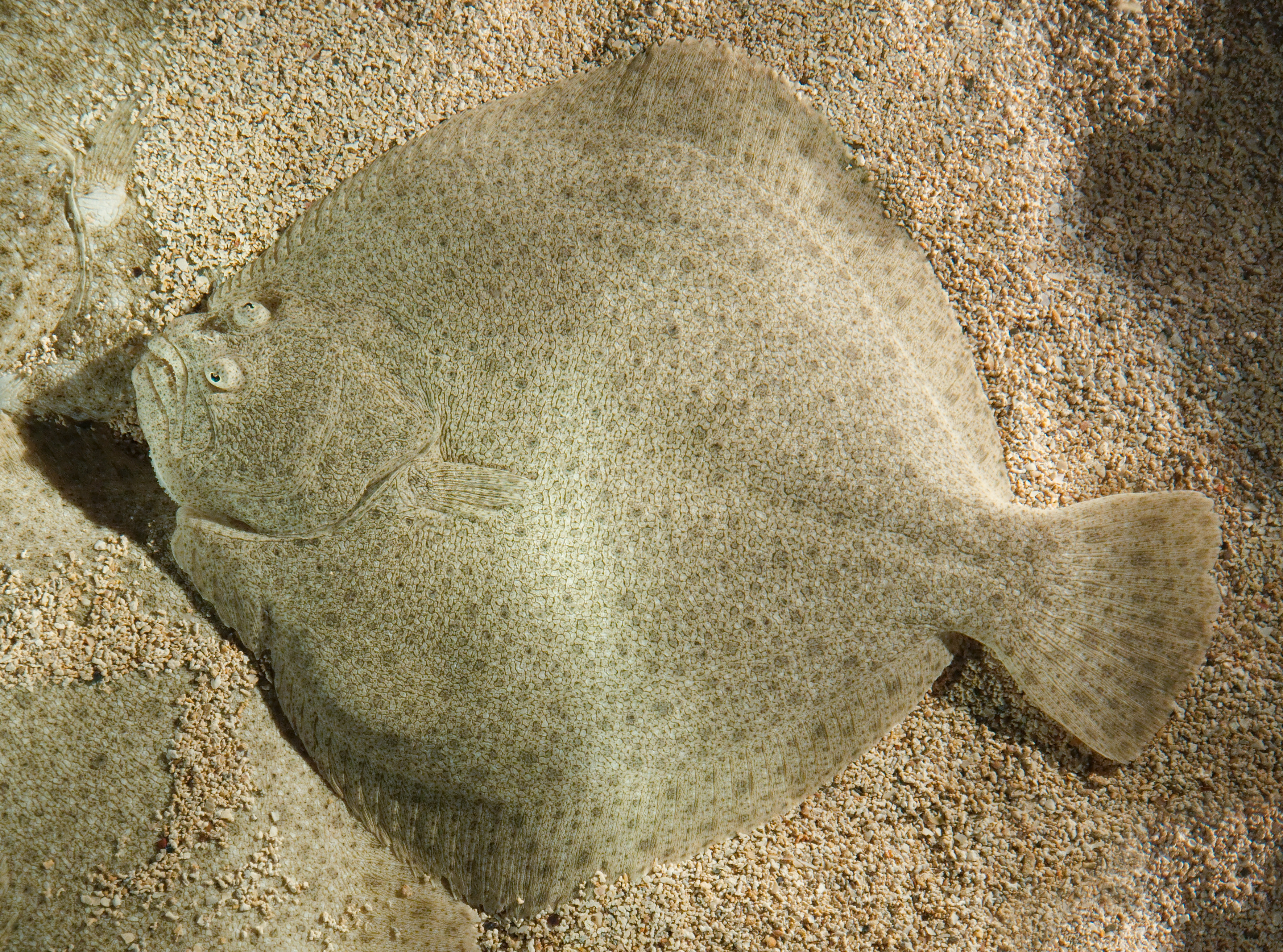 Turbot wallpaper