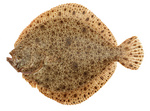 Turbot portrait