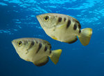 Two 	Archerfish