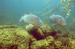  Two common carps swims