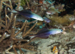 Two dartfishes