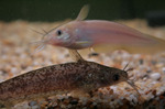 Two eeltail catfishes