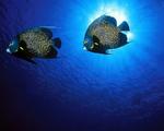 Two french angelfishes