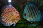 Two grace discus