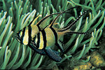 Two nice cardinalfishes