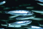 Two northern anchovy fishes 