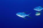 Two pompano fishes