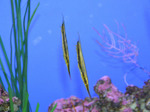 Two Shrimpfishes