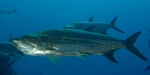 Two Tarpons