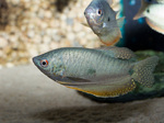 Two Three spot gouramis