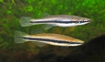 Two Topminnows