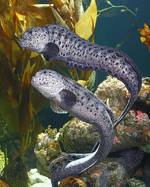Two Wolf-eel 